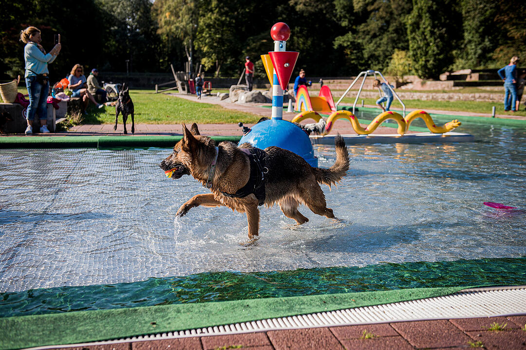 Leinen los! Hunderte Fellnasen erobern Freibad nach Saisonende