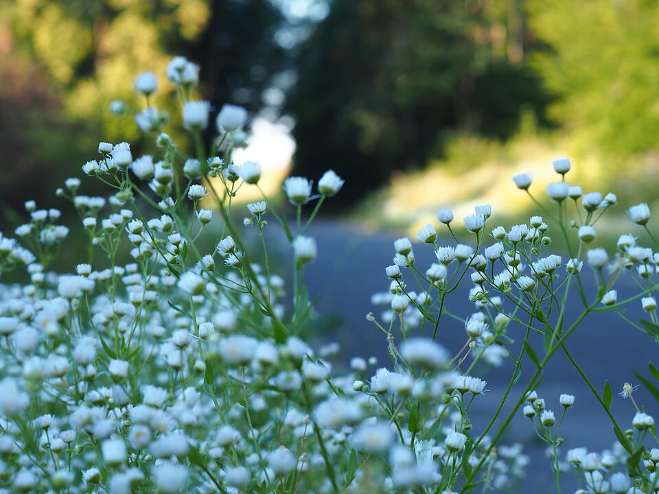 Das verlassene Dorf Bonnland darf bei einer Wanderung durch den Truppenübungsplatz Hammelburg nicht fehlen. Foto: Jürgen Schmitt