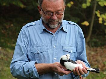 Berthold Popp mit einer seiner Brünner-Kröpfer, am Wochenende werden über 1000 Exemplare zur Bewertung stehen. Foto: Katahrina Müller-Sanke