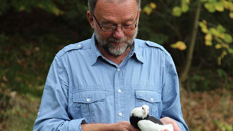 Berthold Popp mit einer seiner Brünner-Kröpfer, am Wochenende werden über 1000 Exemplare zur Bewertung stehen. Foto: Katahrina Müller-Sanke