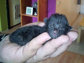 K&auml;tzchen Hardy verbrachte seine ersten Tage in einem gro&szlig;en Wurf auf einem Bauernhof. Die Katzenmutter war nicht f&auml;hig, sich um den Wurf zu k&uuml;mmern. Ehepaar Stahn nahm zwei aus dem Wurf auf. F&uuml;r Hardy kam die Hilfe zu sp&auml;t. Foto: Alfons Stahn