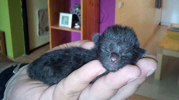 Kätzchen Hardy verbrachte seine ersten Tage in einem großen Wurf auf einem Bauernhof. Die Katzenmutter war nicht fähig, sich um den Wurf zu kümmern. Ehepaar Stahn nahm zwei aus dem Wurf auf. Für Hardy kam die Hilfe zu spät. Foto: Alfons Stahn