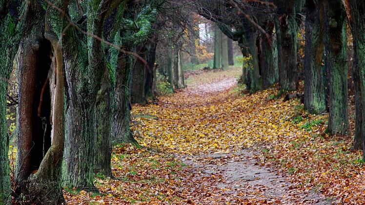 Foto: Brigitte Gorille, Ort: Kloster Banz Allee