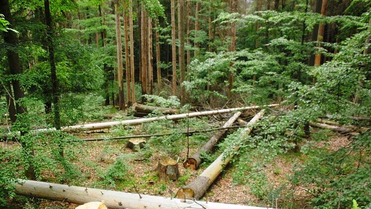 Vom Borkenkäfer befallene Fichten bleiben stehen. Der Schädling kann sich vermehren und weitere Bäume angreifen. Erst wenn die morschen Fichten auf Wege zu stürzen drohen, werden sie gefällt und liegen gelassen. Foto: Friedwald Schedel
