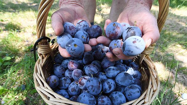 Pflaumen und Zwetschgen unterscheiden sich im Geschmack und in der Verwendung, wobei Pflaumen saftiger und Zwetschgen ideal zum Backen sind.