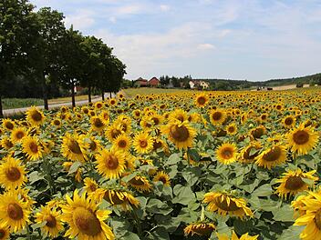 Im Juli schmückten üppige Sonnenblumen Frimmersdorf.   Mittlerweile sind die Pflanzen verblüht und  erntereif.  Wenn das Wetter mitspielt, wird kommende Woche gedroschen. Dann kommen die  Kerne in belüftete Silos.  Foto: Christian Bauriedel