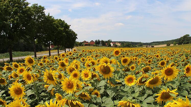 Im Juli schmückten üppige Sonnenblumen Frimmersdorf.   Mittlerweile sind die Pflanzen verblüht und  erntereif.  Wenn das Wetter mitspielt, wird kommende Woche gedroschen. Dann kommen die  Kerne in belüftete Silos.  Foto: Christian Bauriedel