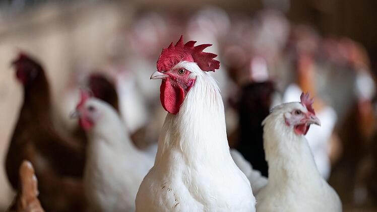 Die Aufzucht und der Fleischpreis der Bruderh&auml;hne rechnen sich  kaum.