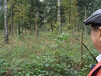 Die Seinsheimer Gemeindewälder sollen  zu einem Mischwald, wie hier bei Mainbernheim, umgebaut werden.  Foto: Archiv/G. Bauer