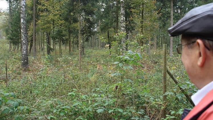 Die Seinsheimer Gemeindewälder sollen  zu einem Mischwald, wie hier bei Mainbernheim, umgebaut werden.  Foto: Archiv/G. Bauer