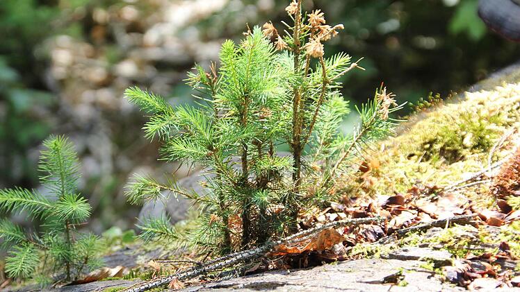 Auf dem vermodernden Stamm der abgestorbenen Buche wachsen kleine Fichten.  Foto: Friedwald Schedel