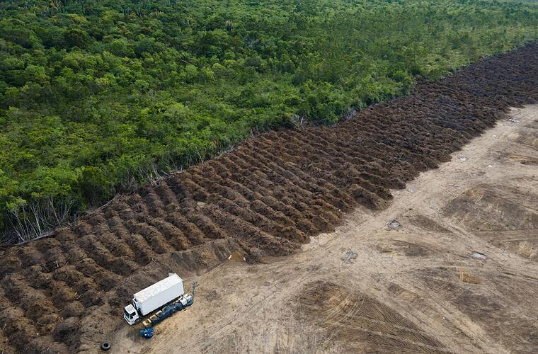 Regenwaldschutz - EU verbietet Warenimport bei Abholzung