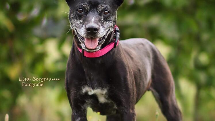 Mischlingshund Mia