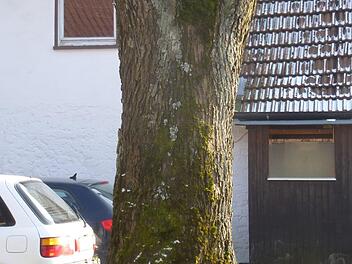Ein so beschnittener Baum wie dieser nahe der Kreuzung von Bundesstraße und Badstraße sei tot, prangert Wilfried Radtke in seinem Schreiben an. Fotos: Klaus Klaschka