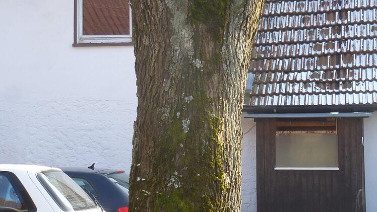 Ein so beschnittener Baum wie dieser nahe der Kreuzung von Bundesstraße und Badstraße sei tot, prangert Wilfried Radtke in seinem Schreiben an. Fotos: Klaus Klaschka