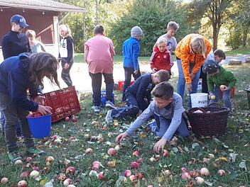 .Um Schnelligkeit und Gewicht ging es beim &Auml;pfelauflesen auf der Streuobstwiese.Heike Sch&uuml;lein