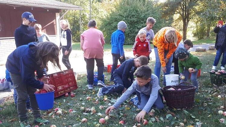 .Um Schnelligkeit und Gewicht ging es beim &Auml;pfelauflesen auf der Streuobstwiese.Heike Sch&uuml;lein