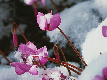 Einige Frühblüher wie das winterblühende Alpenveilchen (Cyclamen coum ssp. coum) können Schneefall trotzen. Foto. dpa