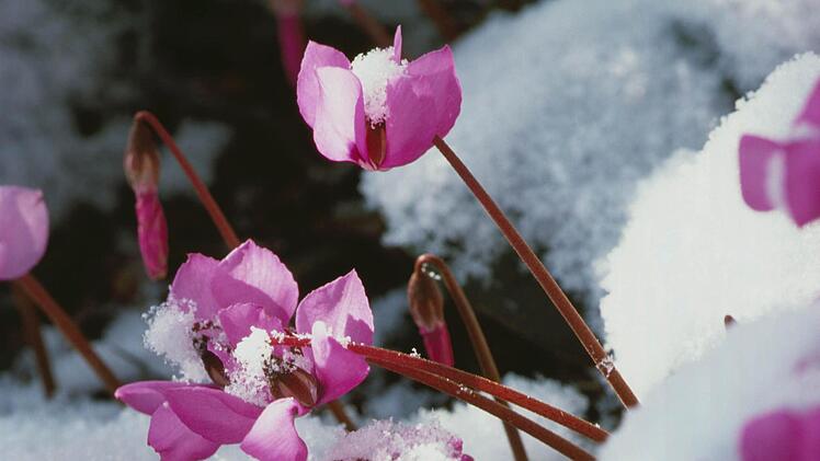 Einige Frühblüher wie das winterblühende Alpenveilchen (Cyclamen coum ssp. coum) können Schneefall trotzen. Foto. dpa