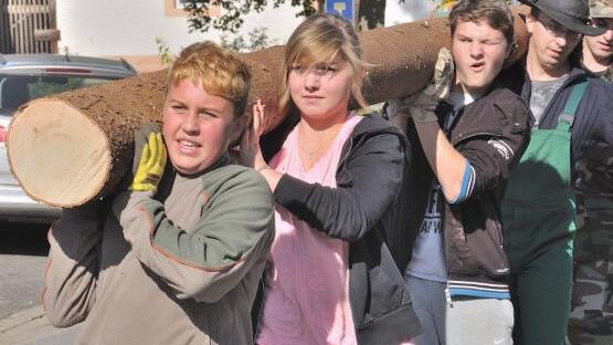 Die Kerwafichte wird wie in jedem Jahr aufgestellt. Hier ein Bild von 2013 Foto: Archiv/privat