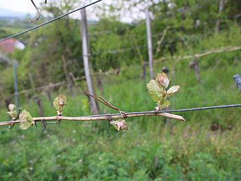 Die warme Märzsonne hat die zarten Knospen der Weinreben zum Blühen gebracht. Jetzt heißt es abwarten, inwieweit der Frost im April den Pflanzen geschadet hat. Schlimm wäre, wenn ein weiterer Kälteeinbruch den Pflanzen zusetzen würde.  Foto: Katja Müller