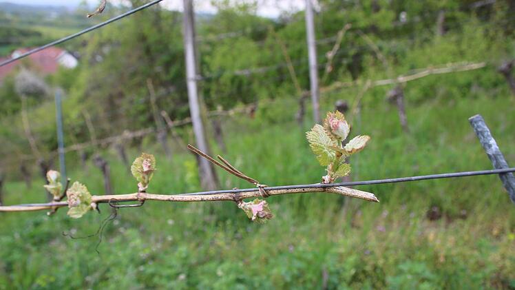 Die warme Märzsonne hat die zarten Knospen der Weinreben zum Blühen gebracht. Jetzt heißt es abwarten, inwieweit der Frost im April den Pflanzen geschadet hat. Schlimm wäre, wenn ein weiterer Kälteeinbruch den Pflanzen zusetzen würde.  Foto: Katja Müller