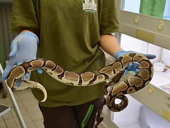 München: Unbekannter setzt Königspythons in München aus München: Unbekannter setzt Königspythons in München aus