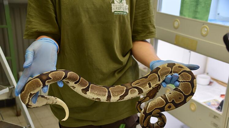 M&uuml;nchen: Unbekannter setzt K&ouml;nigspythons in M&uuml;nchen aus