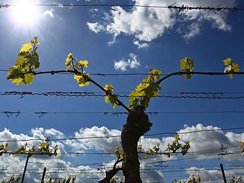 Die Warmfront rollt über Franken: Nachdem es am Donnerstag noch einmal recht nass werden soll,  sagen die Meteorologen ein frühlingshaftes Wochenende voraus.  Symbolbild: Karl-Josef Hildenbrand/dpa