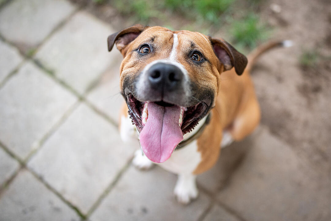Pitbull Terrier und Co.: Diese "Listenhunde" leben derzeit im Tierheim Nürnberg