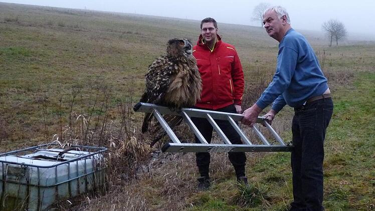 Der gerettete Uhu "Frank" auf dem Weg zur Erholung in einer Fischerhütte. Foto: Werner Vetter