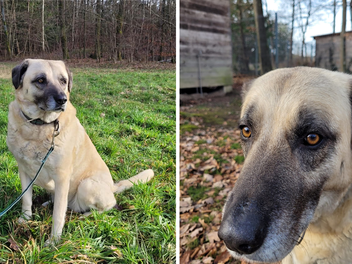 Tierheim Kulmbach: Niemand will H&uuml;ndin Sulti - zahllose Versuche bisher gescheitert