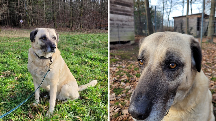 Tierheim Kulmbach: Niemand will Hündin Sulti - zahllose Versuche bisher gescheitert