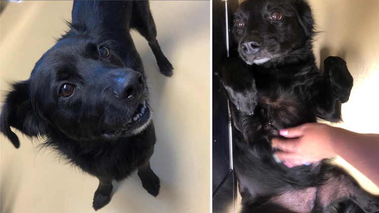 Tierheim Hersbruck: Wurde Hund "Freddy" ausgesetzt - "Leider verhärtet sich unser Verdacht"