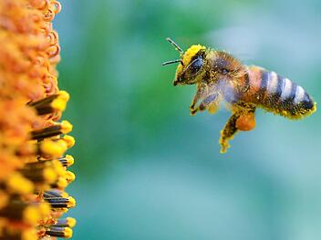 Voll bepackt mit Pollen und Blütenstaub ist eine Biene im Anflug zu einer blühenden Sonnenblume. Rannungen beteiligt sich an der Aktion "Grüngitter" des Landkreises. Mit dieser Aktion soll der Rückgang von Bienen bekämpft werden. Patrick Pleul/dpa
