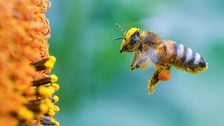 Voll bepackt mit Pollen und Blütenstaub ist eine Biene im Anflug zu einer blühenden Sonnenblume. Rannungen beteiligt sich an der Aktion "Grüngitter" des Landkreises. Mit dieser Aktion soll der Rückgang von Bienen bekämpft werden. Patrick Pleul/dpa