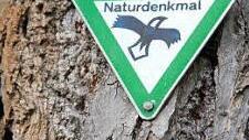 Die Linde ist ein Naturdenkmal.