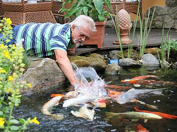 Zutraulich und ein wenig übermütig: Wenn Dieter Eichner die Hand ist Wasser taucht, sind die Kois sofort da. Foto: Dagmar Besand