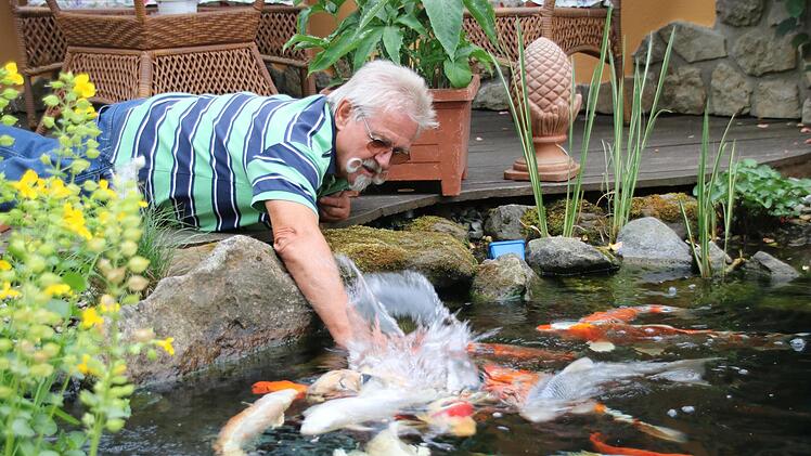 Zutraulich und ein wenig übermütig: Wenn Dieter Eichner die Hand ist Wasser taucht, sind die Kois sofort da. Foto: Dagmar Besand