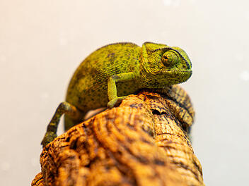 Chamäleon im Karottengrün aus Supermarkt gefunden