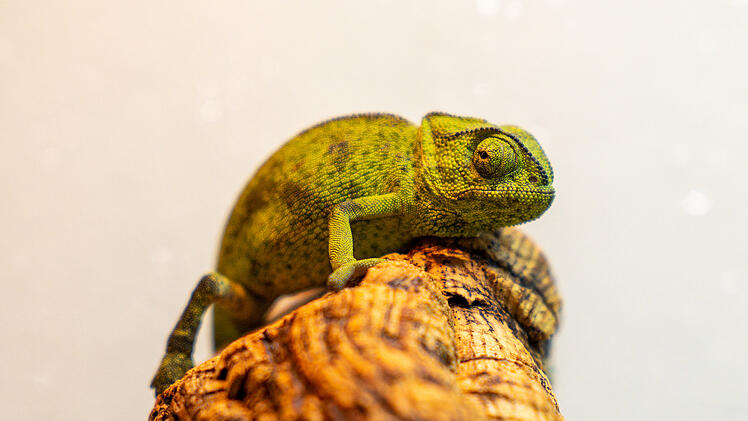 Chamäleon im Karottengrün aus Supermarkt gefunden