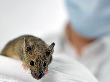 Labormaus «Agnes» Foto: IEMM/Münster/dpa