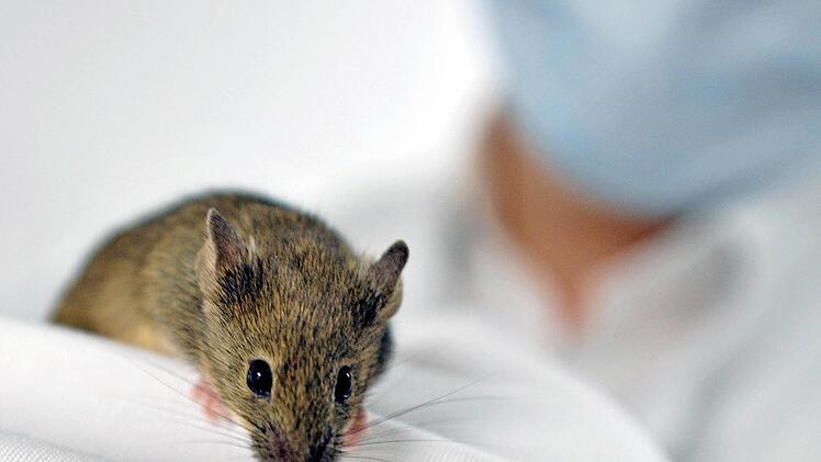 Labormaus «Agnes» Foto: IEMM/Münster/dpa