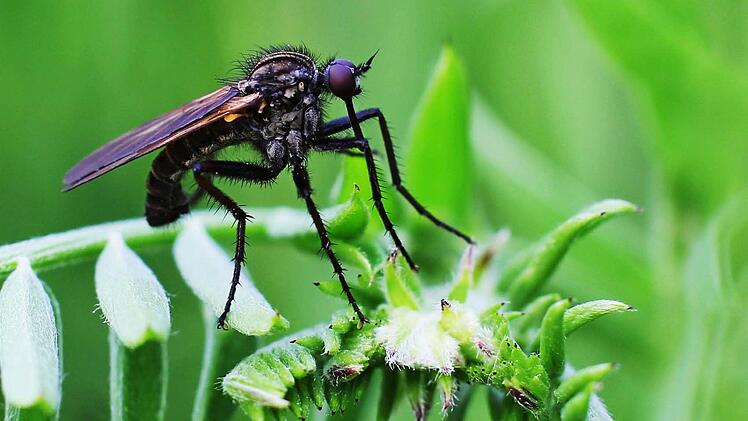 Ein insektenbild von Thomas Lehmann aus rabelsdorf.