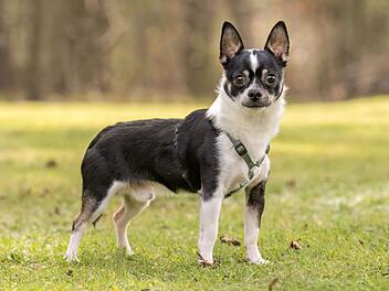 Chihuahua im Kreis Erlangen-Höchstadt gebissen und schwer verletzt