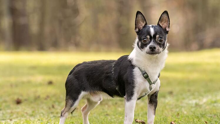 Tierheim Nürnberg steht vor Rätsel - wo kommt ängstlicher Hund Eddie her?