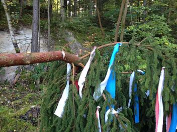 Knapp unter der Spitze sägten Unbekannte den Gaustadter Kirchweihbaum durch, der im Wald für die Abholung vorbereitet worden war.