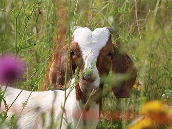 Pressetermin bei der Ziegenherde, die von Dietmar Weckbach betreut wird. Fotos: Gerd Schaar