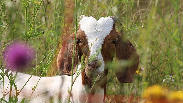Pressetermin bei der Ziegenherde, die von Dietmar Weckbach betreut wird. Fotos: Gerd Schaar
