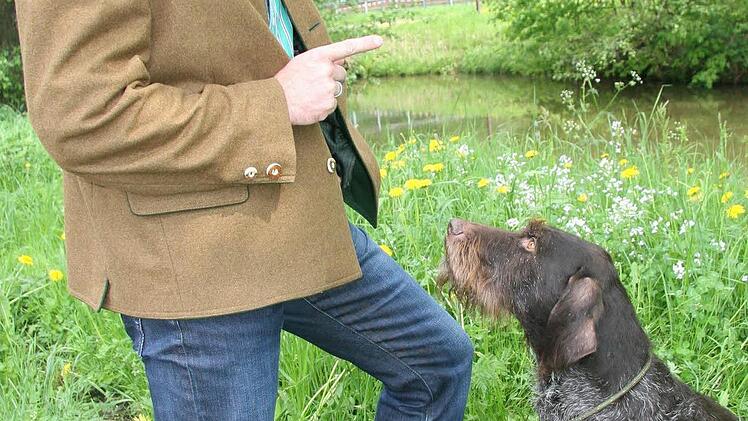 Jagdhund Flora des Kreisjagdberaters Clemens Ulbrich hört aufs Wort und kennt jedes Kommando des Herrchens. Foto: Sonny Adam